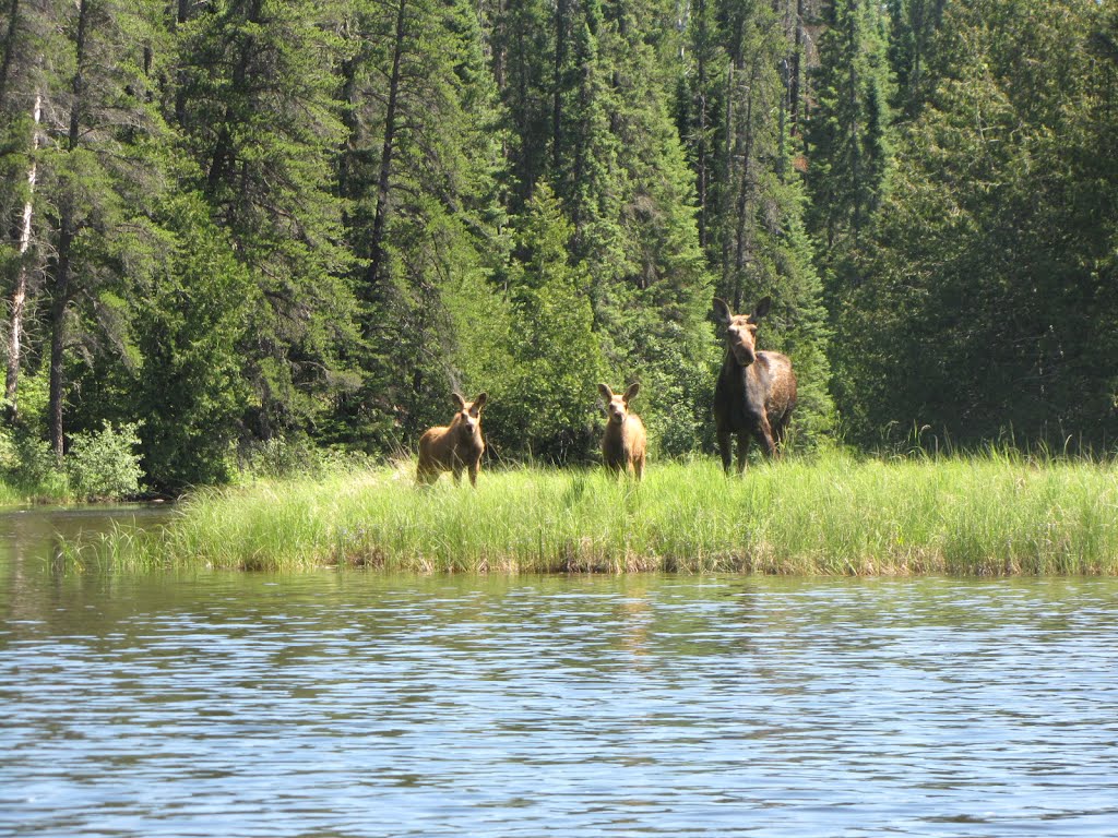 Esnagami Wilderness Lodge Moose Cow and two calves, Беллвилл