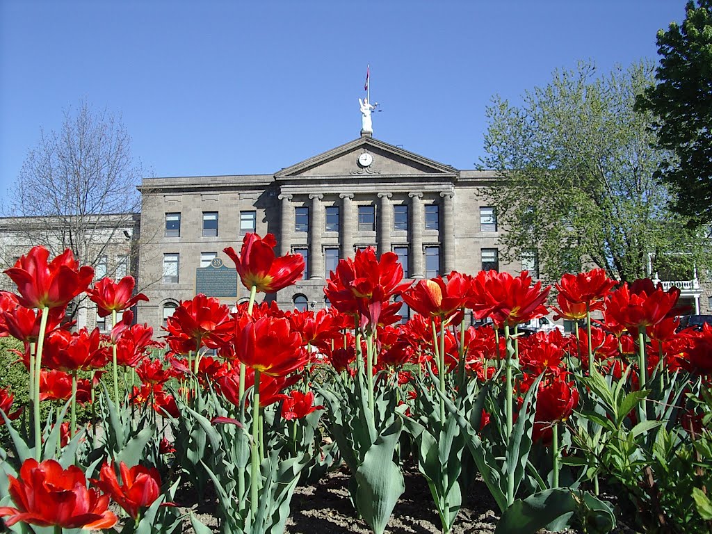 Courthouse Tulips - Brockville On. - 2005, Броквилл