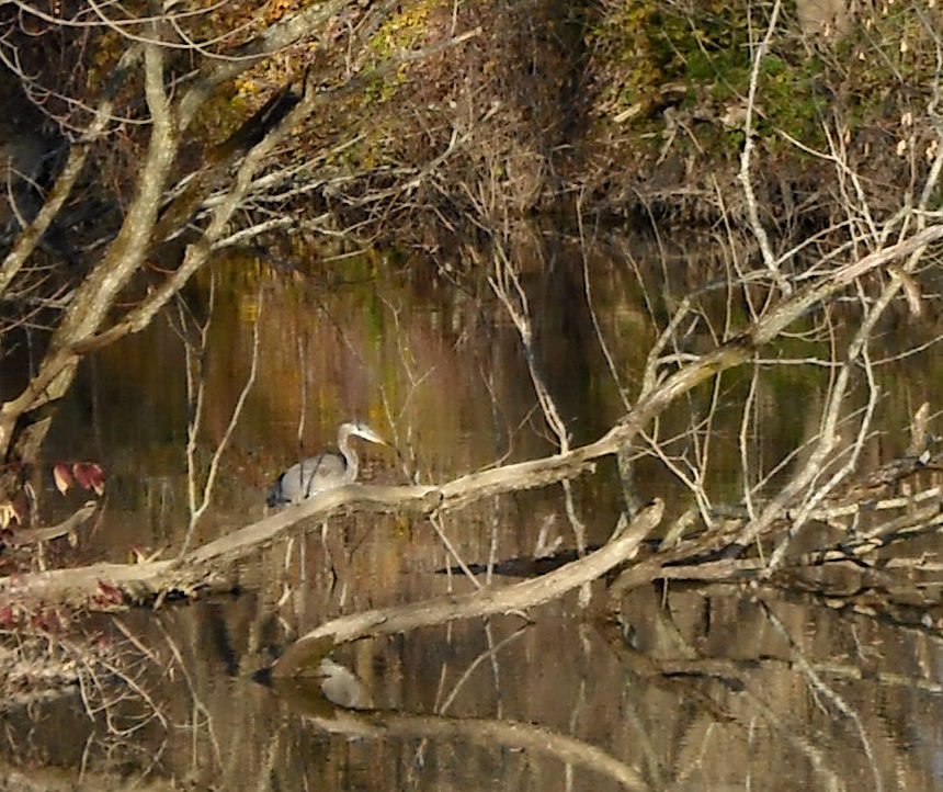 Heron in the Thames River, 2008, Вудсток
