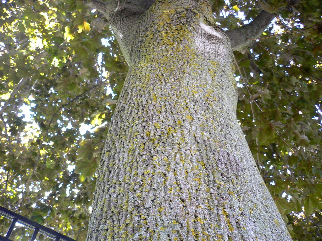 maple tree, Каледон