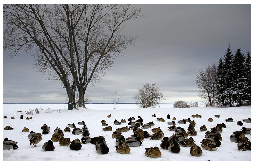 Sitting Ducks, Норт-Бэй