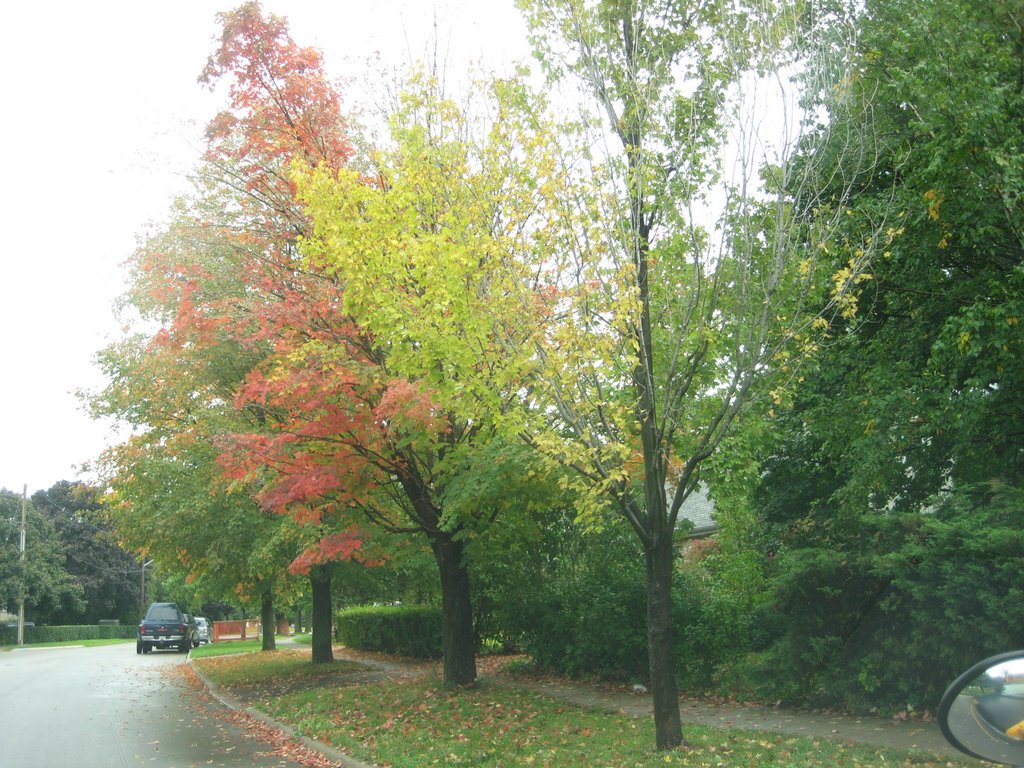fall colors, Оаквилл
