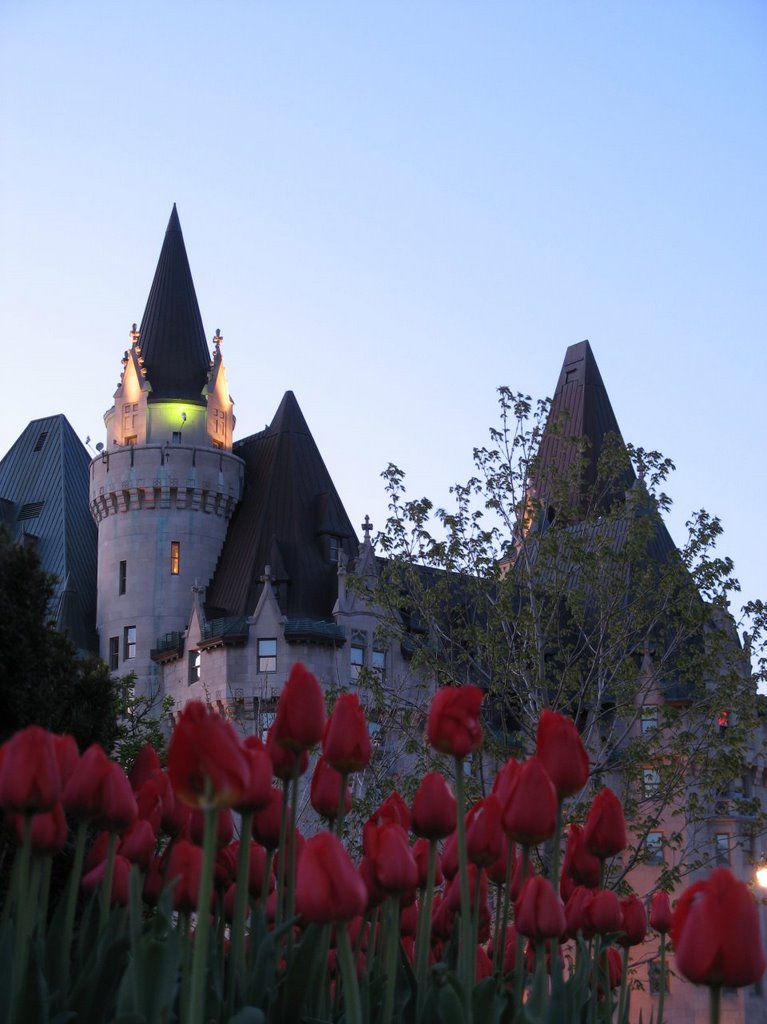 Tulips and Chateau Laurier, Оттава