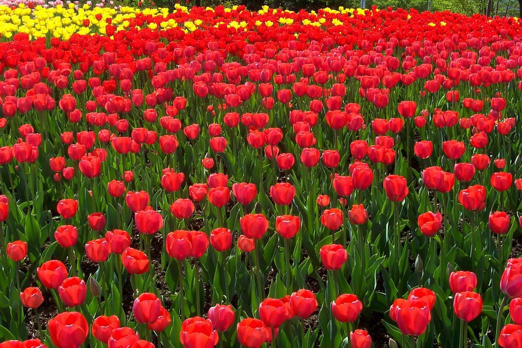Ottawa festival des tulipes 1, Оттава