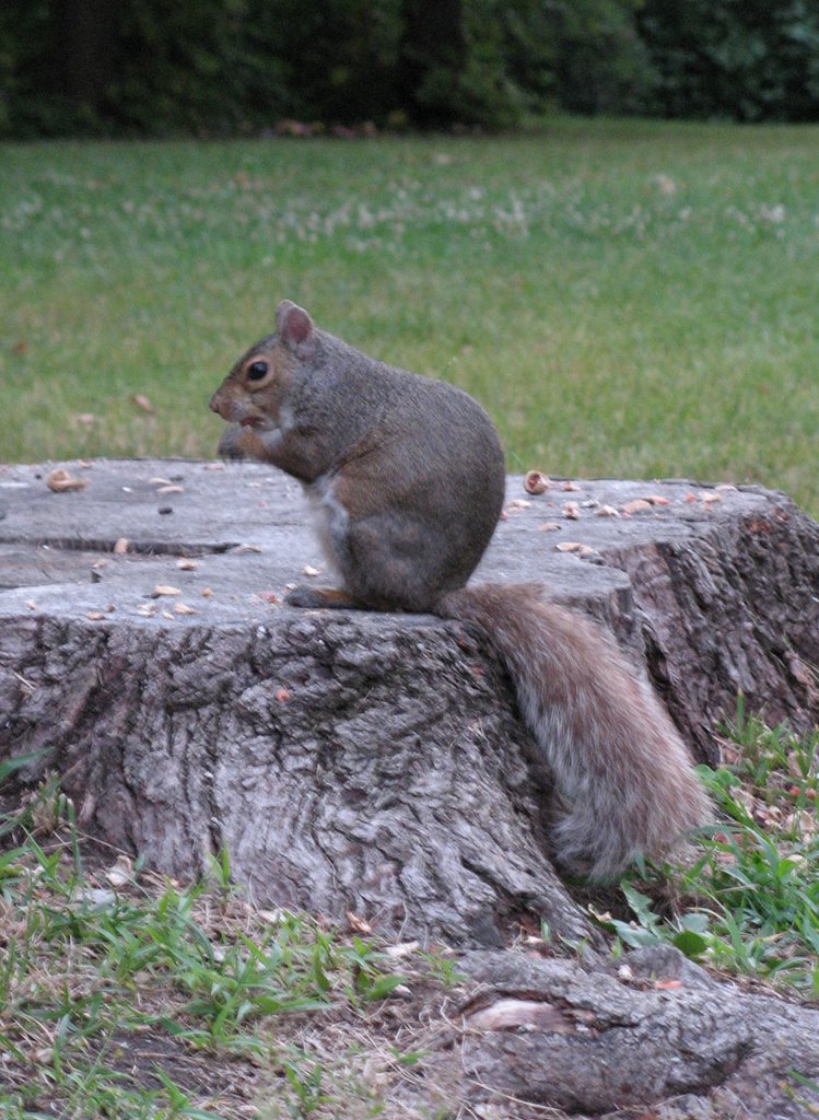 The Fat Squirrel, Оттава