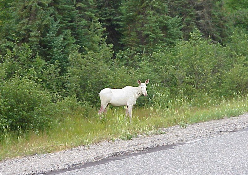 Rare White Moose Near Horwood Lake on highway 101 West, Садбури
