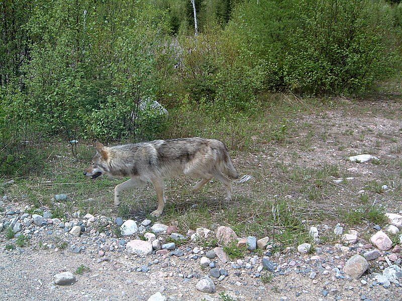 Wolf on McChesney Road, Садбури