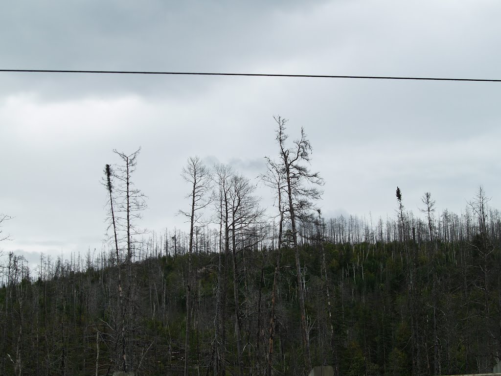 Life Emerges After A Disaster- New Jack Pine After A Fire, Садбури