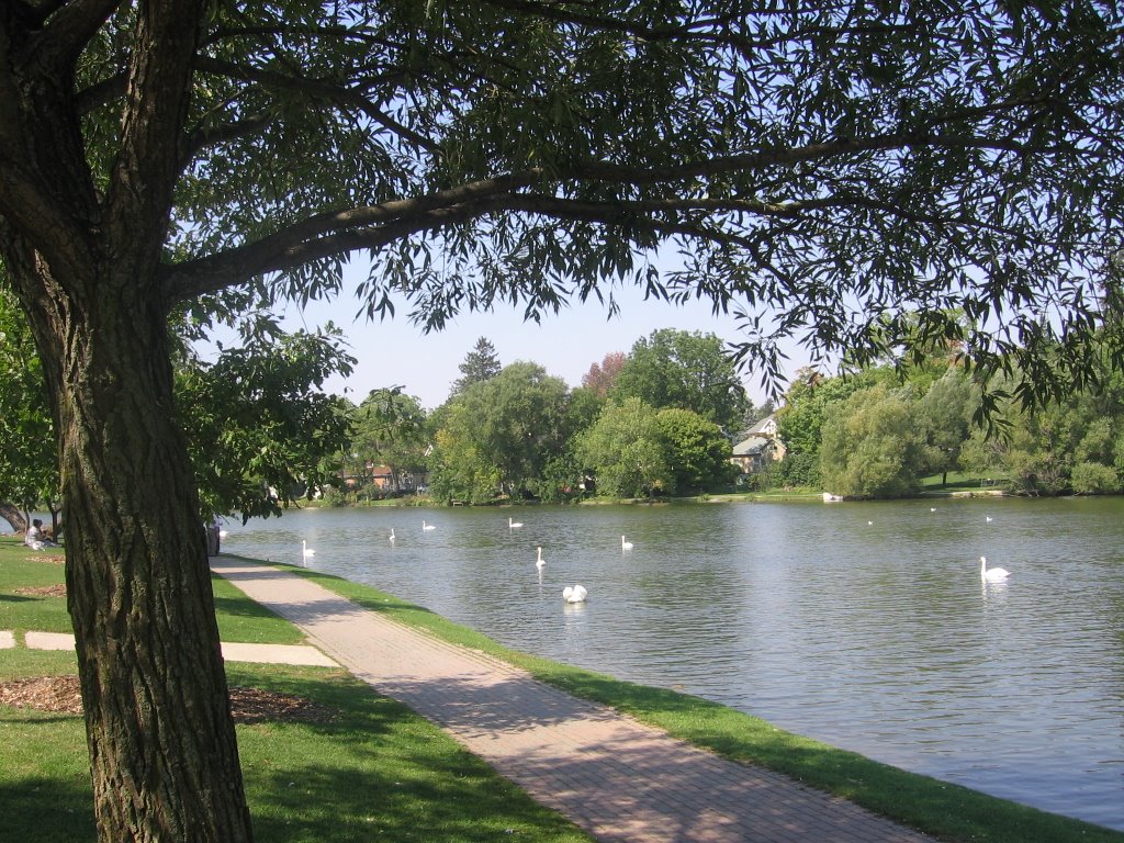 Cisnes en Avon River-Stratford, Стратфорд