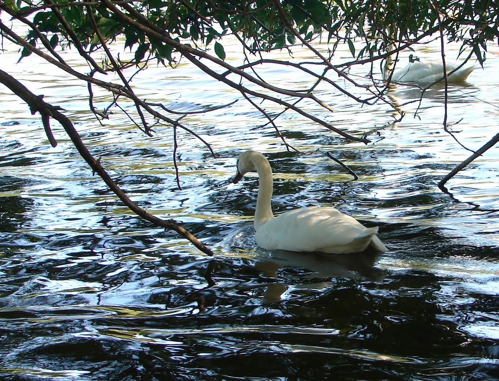 White Swan Seeking Shade on Lake Victoria in Stratford Canada, Стратфорд