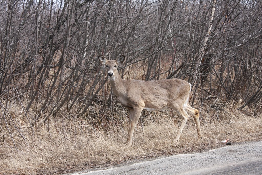 Deer on Mission Island, Тундер Бэй