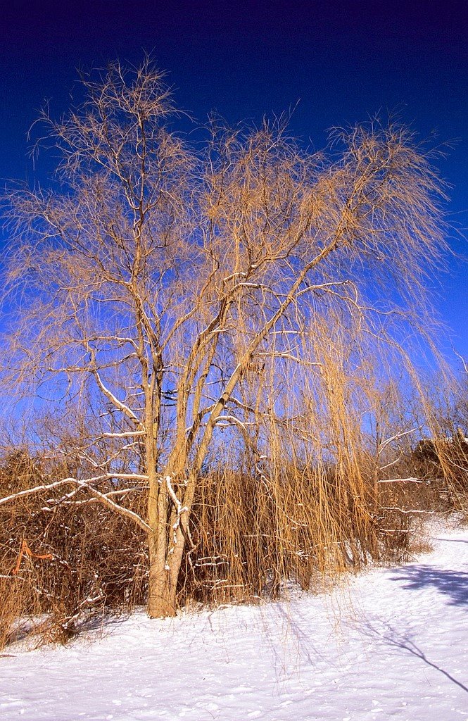 Willow in winter, Торнхилл