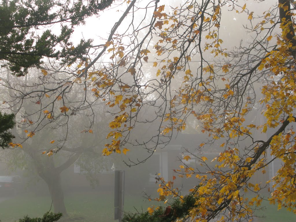 Foggy morning delightes the maple tree, Торнхилл