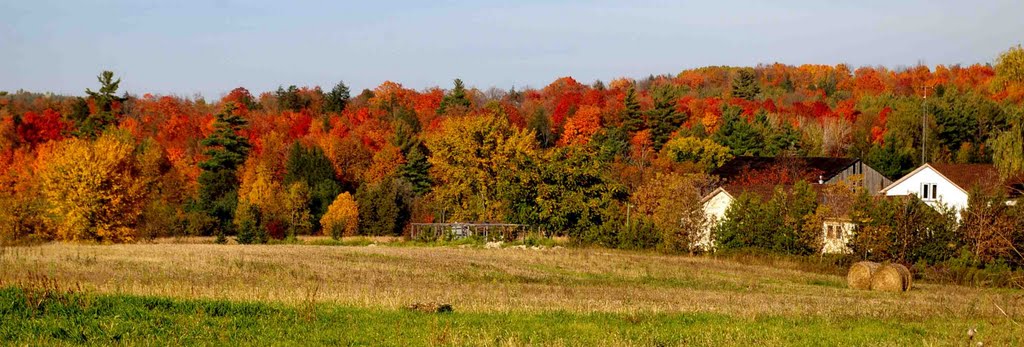 Southern Ontario Fall Colours, Ньюмаркет