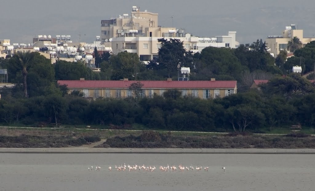 Los flamingos, Ларнака