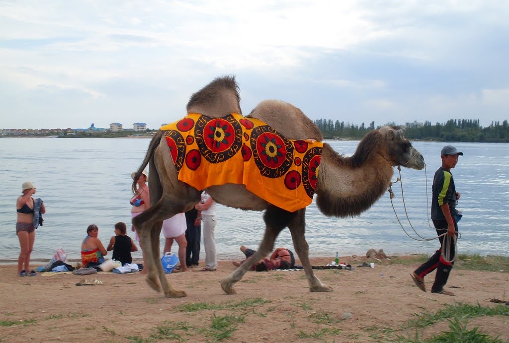 Camel, Чолпон-Ата