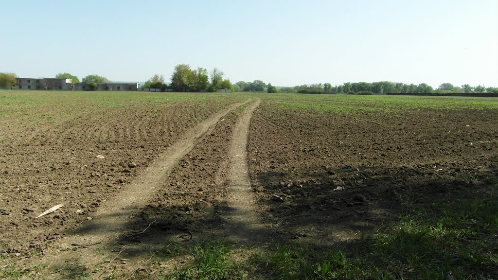 Поле 2012, field, Карамык