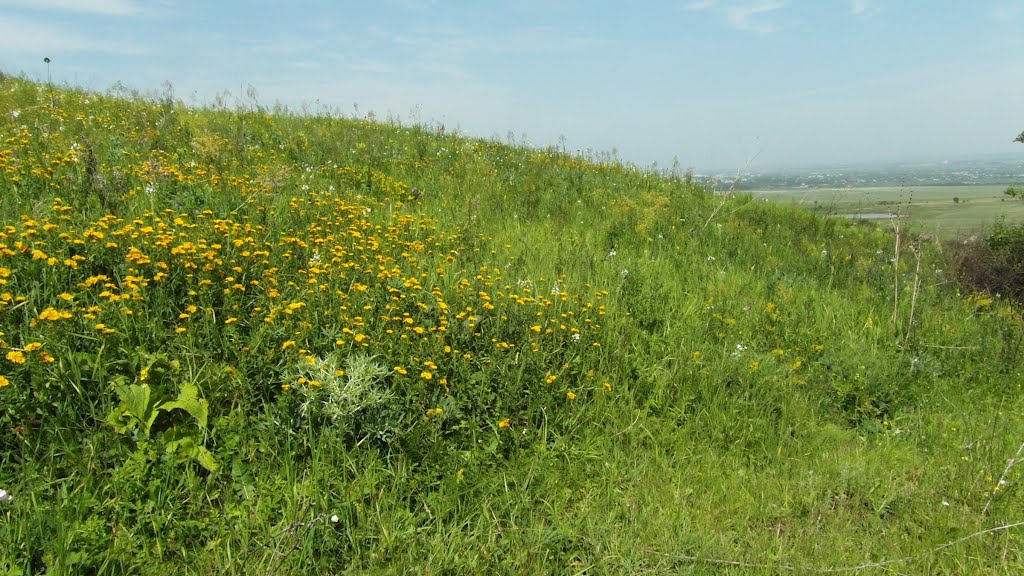 Растительность На Возвышенности 2012, Vegetation on the Hills, Карамык