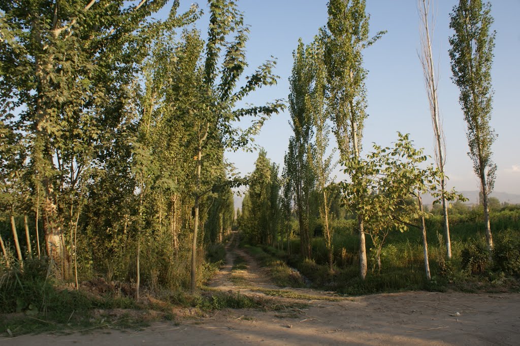 Тополя у Кызыл-Кии, Кызыл-Кия