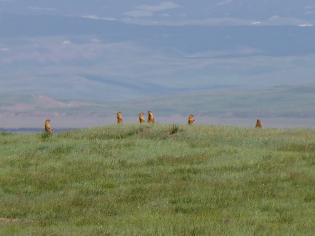 Marmots near Sary-Tash, Kyrgyzstan, Сары-Таш