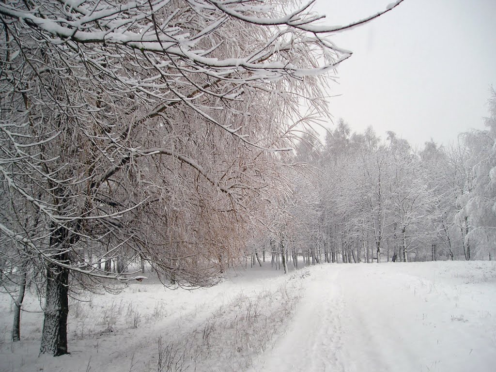 Зима (Winter), Береза