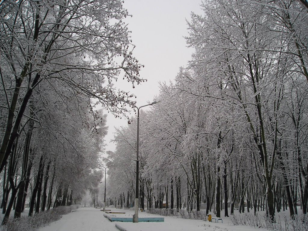 В парке зимой (Winter in the park), Береза