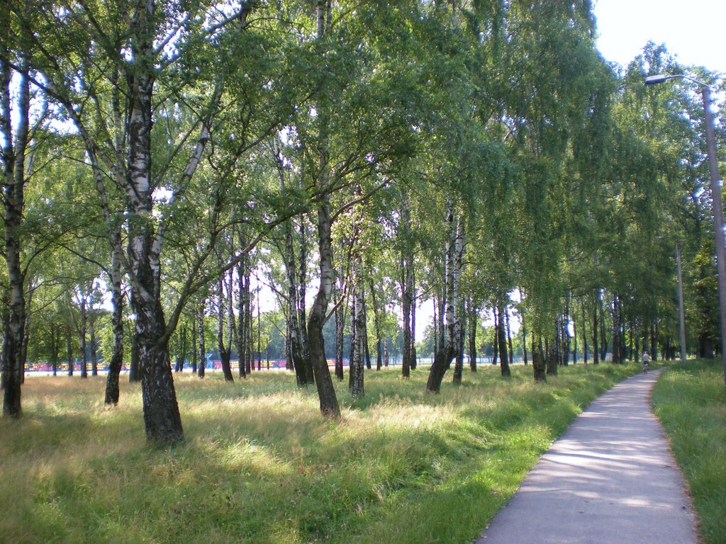 Берёзы в парке - Birch Trees in the park www.speakrussiannow.com, Жабинка