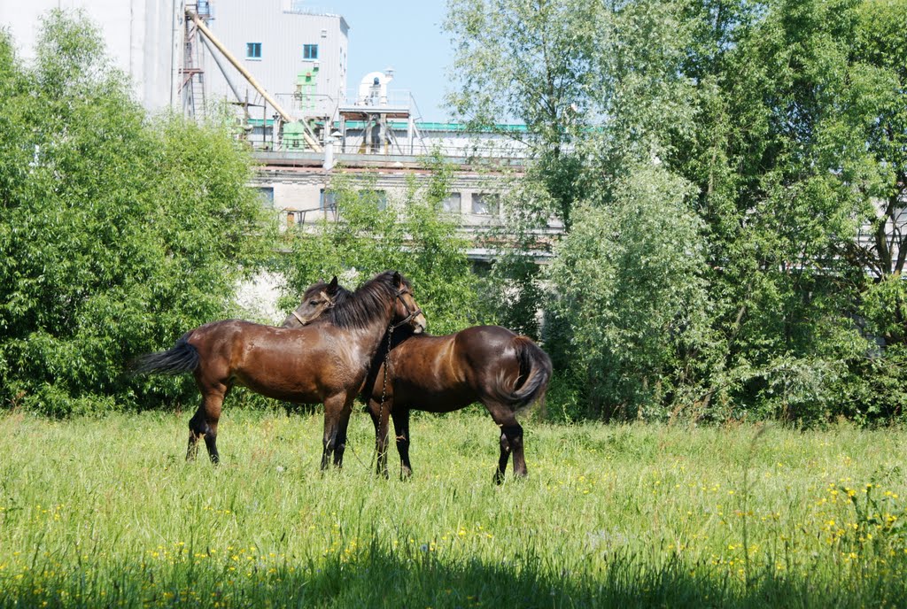 Horses, Жабинка
