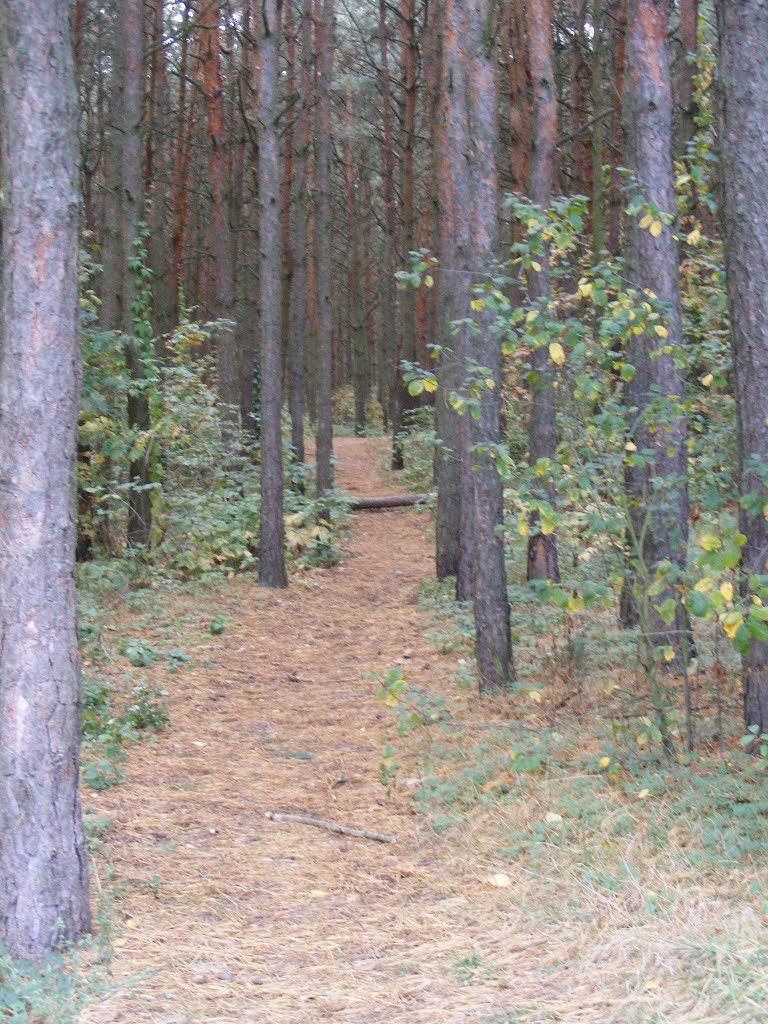 Сасновы парк, Минск
