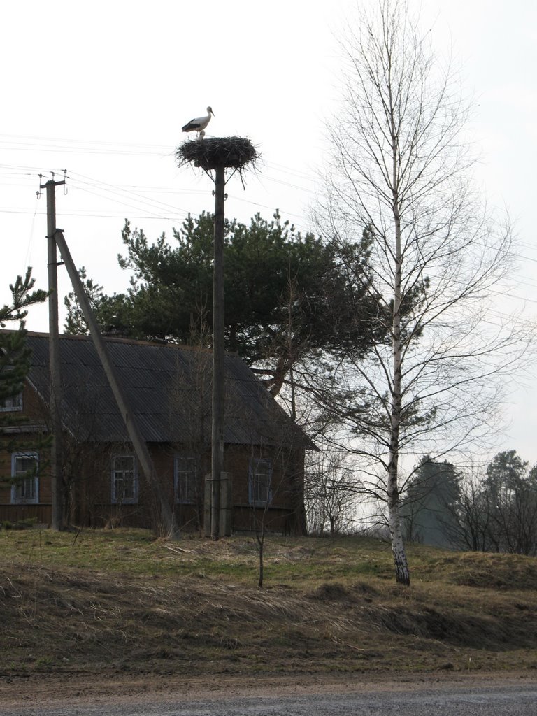 belorussian stork, Езерище