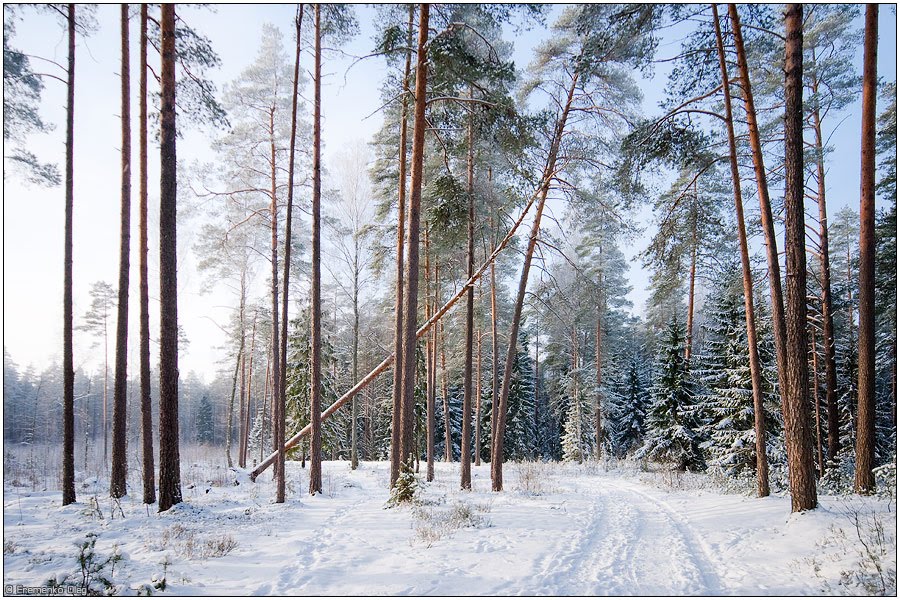 Зимий лес, Новополоцк
