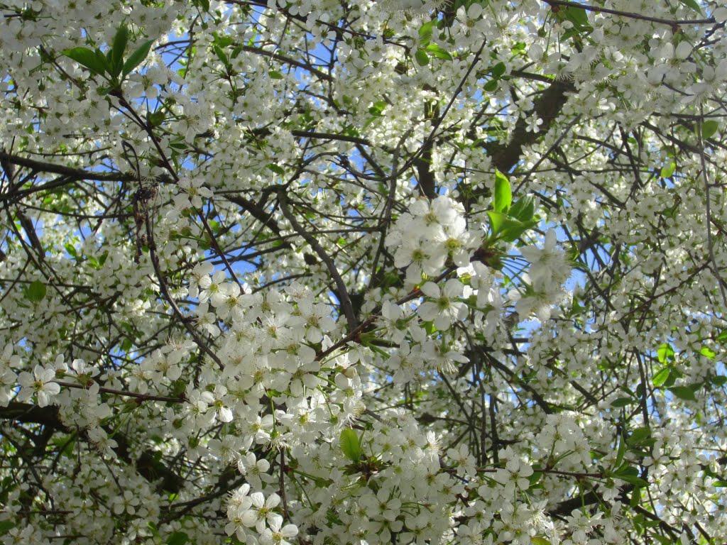 Cherry blossom, Полоцк