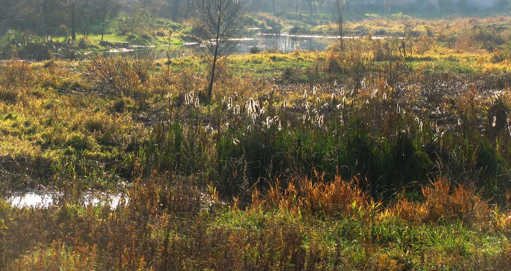 Заболоченный пруд на реке Мяделка. Поставы. Swampy pond on the river Myadelka. Deliver., Поставы