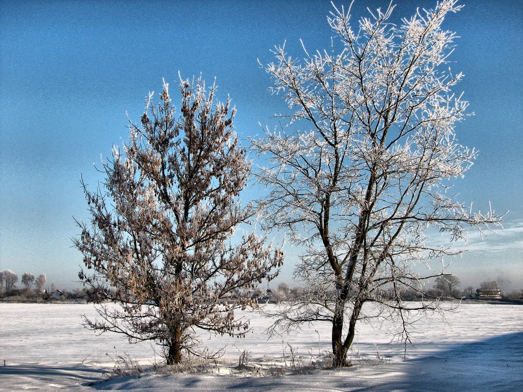 Зима 2011, Большевик