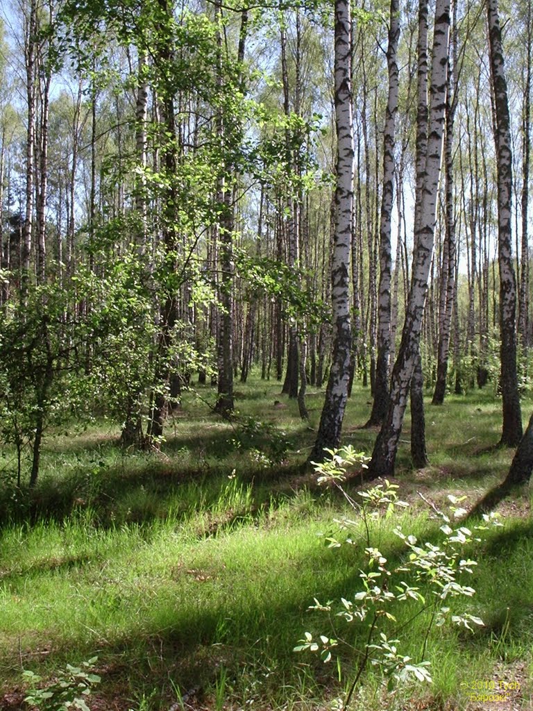 В лесу березки, Васильевка