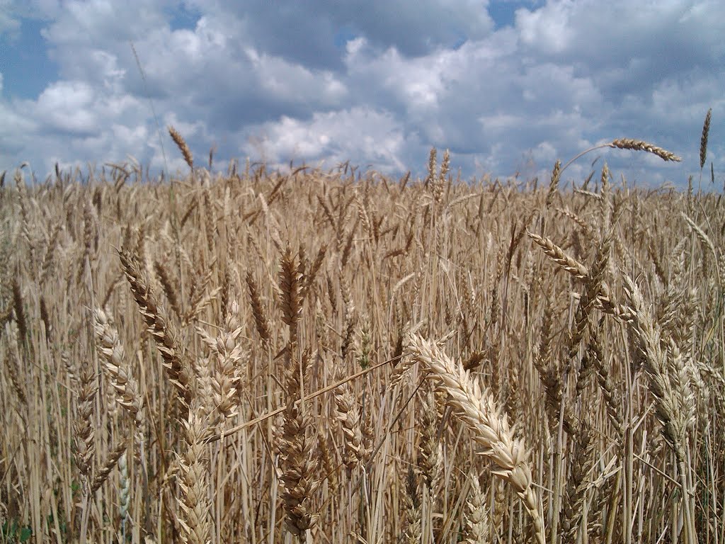 пшеничное поле, Васильевка