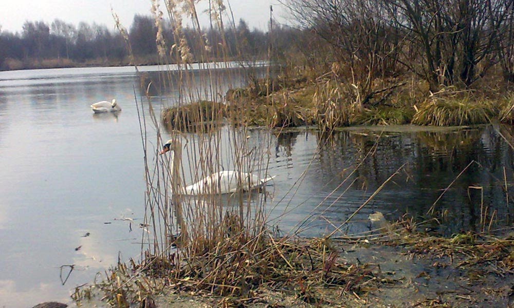 Лебеди на озере в Кировске, Октябрьский