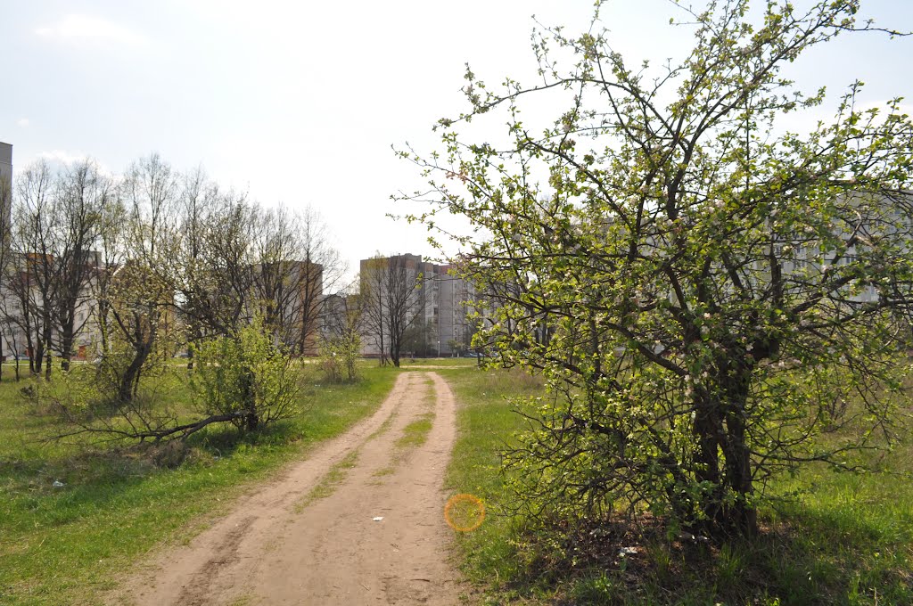 яблочный сад, Рогачев