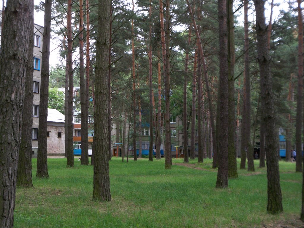 Forest between the buildings, Светлогорск