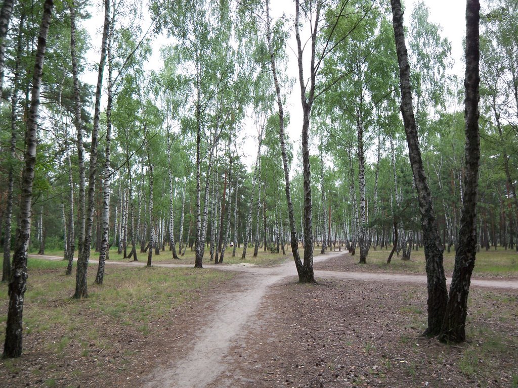 Birch grove, Светлогорск