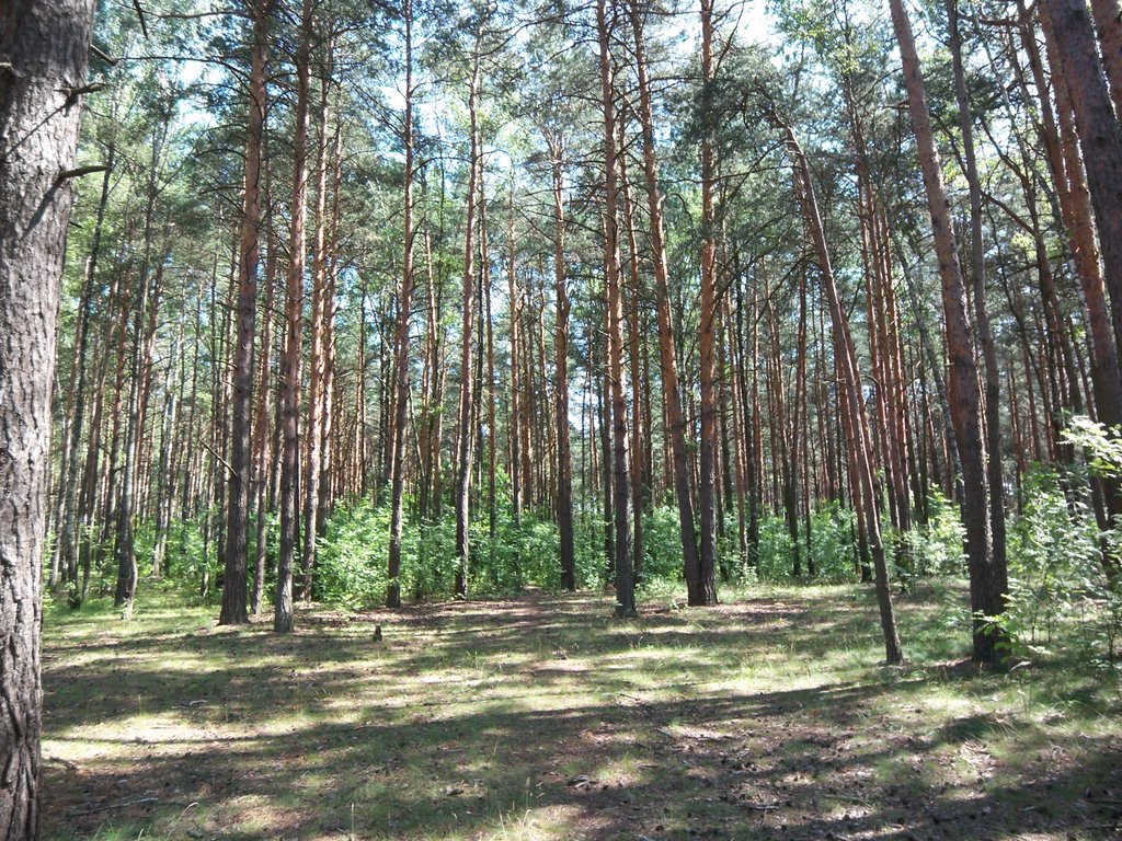 Pine forest, Светлогорск