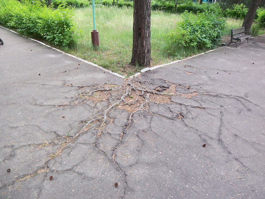 Pine-tree roots digging through the asphalt, Светлогорск