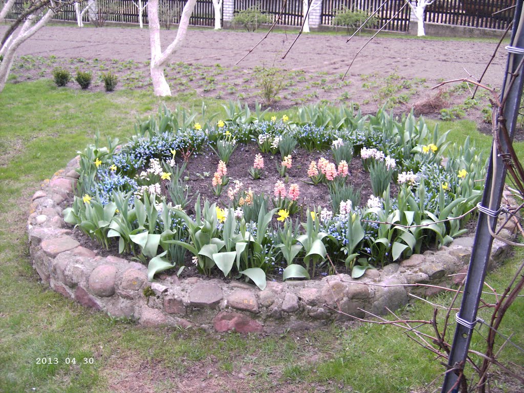 Der kleine Garten Mai 2013, Большая Берестовица