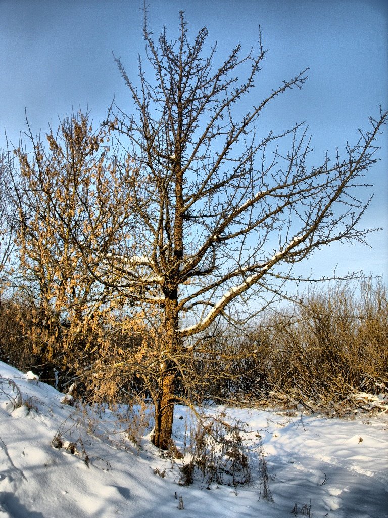 Дерево, Зельва