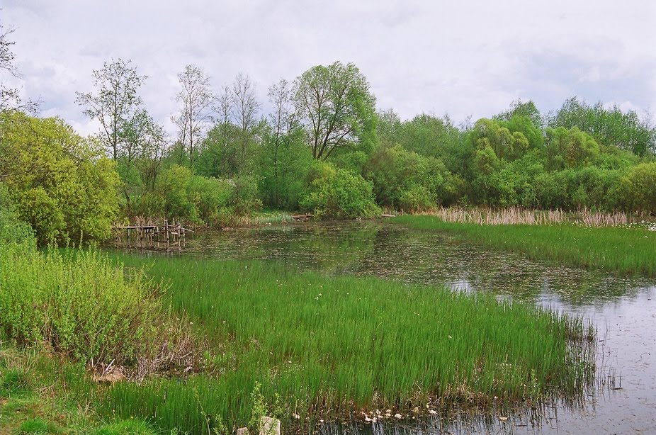 Пруд по ул. Скарыны (Pond on the Skaryna st.), Островец