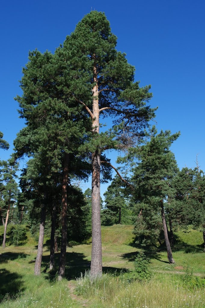 Деревья беларуси фото Деревья беларуси фото