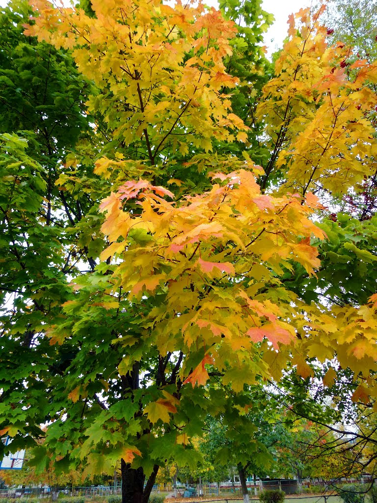 Осенние листья, Вилейка
