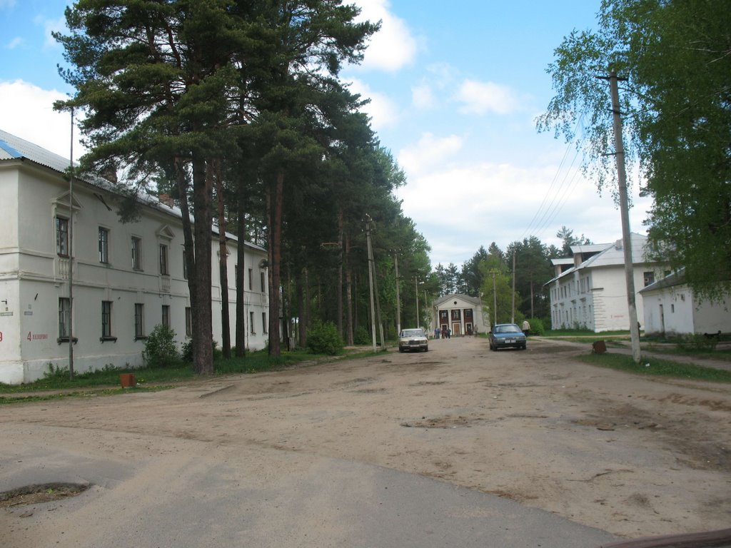 Зеленый бор фото Зеленый бор фото