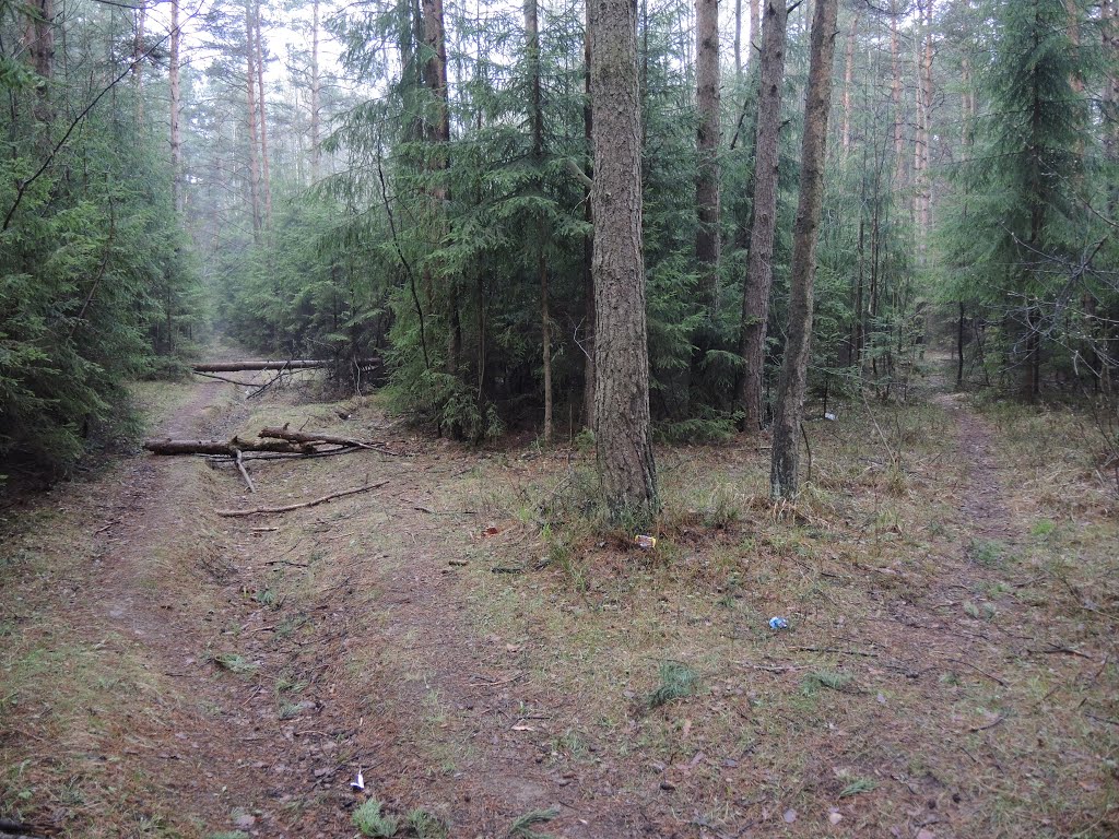 Лесные тропы, Пинск