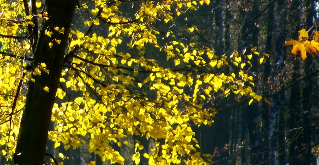 Осень в парке. Autumn in the park., Молодечно